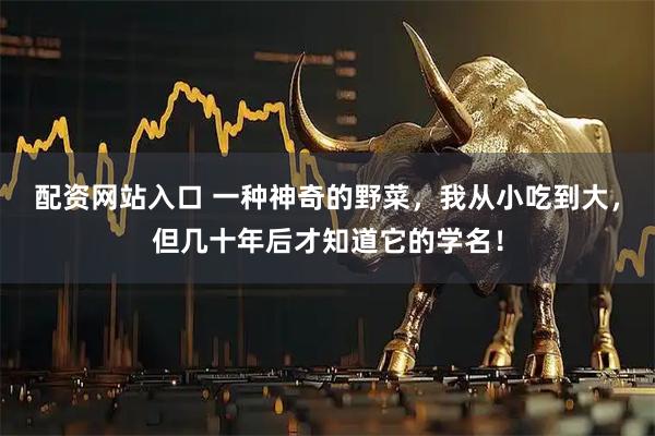 配资网站入口 一种神奇的野菜,我从小吃到大,但几十年后才知道它的学名!